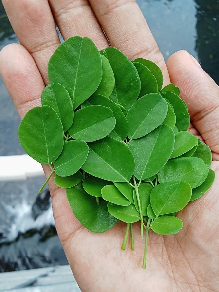 How to Control Diabetes Naturally with Moringa Leaves and Powder