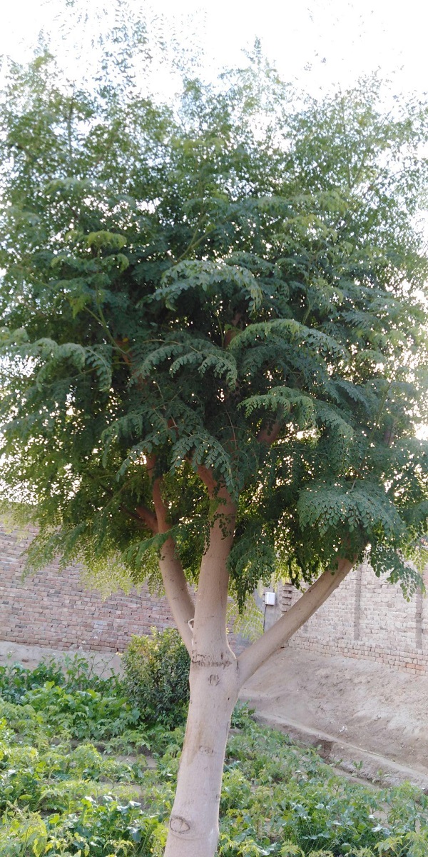 How to Control Diabetes Naturally with Moringa Leaves and Powder